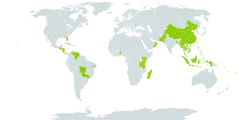 Urochloa distachya world distribution map, present in Andorra, Benin, Bangladesh, Bahamas, Brazil, China, Cook Islands, Costa Rica, Cuba, Cayman Islands, Fiji, Guatemala, Honduras, Indonesia, Kenya, Moldova (Republic of), Madagascar, Maldives, Myanmar, Mauritius, Nicaragua, Nepal, Nauru, Oman, Pakistan, Panama, Philippines, Puerto Rico, Solomon Islands, Seychelles, Togo, Thailand, Tokelau, Tonga, Taiwan, Province of China, Tanzania, United Republic of, Uganda, United States of America, Venezuela (Bolivarian Republic of), Viet Nam, Vanuatu, Wallis and Futuna, and Samoa