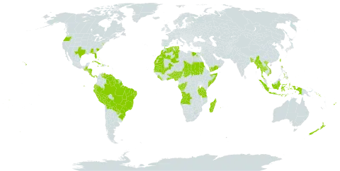 Urochloa mutica world distribution map, present in Aruba, Angola, Åland Islands, Andorra, Benin, Bangladesh, Bahamas, Belize, Bermuda, Bolivia (Plurinational State of), Brazil, Congo, Cook Islands, Costa Rica, Cuba, Cayman Islands, Dominica, Algeria, Ecuador, Egypt, Fiji, Gabon, Ghana, Gambia, Guatemala, Guyana, Honduras, Haiti, Indonesia, Jamaica, Liberia, Morocco, Madagascar, Mali, Myanmar, Mauritania, Nigeria, Nicaragua, Nepal, New Zealand, Panama, Peru, Philippines, Palau, Puerto Rico, Paraguay, Réunion, Sudan, Senegal, Singapore, Solomon Islands, Sierra Leone, Somalia, Suriname, Seychelles, Chad, Togo, Thailand, Tonga, Tunisia, Taiwan, Province of China, Tanzania, United Republic of, United States of America, Venezuela (Bolivarian Republic of), Viet Nam, Wallis and Futuna, Samoa, and Yemen