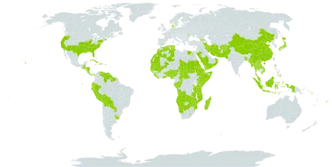 Urochloa world distribution map, present in Aruba, Afghanistan, Angola, Åland Islands, Andorra, Benin, Burkina Faso, Bangladesh, Bahamas, Belize, Bermuda, Bolivia (Plurinational State of), Botswana, Central African Republic, China, Congo, Cook Islands, Comoros, Cabo Verde, Costa Rica, Cuba, Cayman Islands, Cyprus, Djibouti, Dominica, Denmark, Algeria, Ecuador, Egypt, Eritrea, Ethiopia, Fiji, Gabon, Georgia, Ghana, Guinea, Gambia, Guinea-Bissau, Guatemala, Guyana, Honduras, Haiti, Indonesia, Iran (Islamic Republic of), Jamaica, Japan, Kenya, Lao People's Democratic Republic, Liberia, Lesotho, Morocco, Moldova (Republic of), Madagascar, Maldives, Mali, Myanmar, Mozambique, Mauritania, Mauritius, Malaysia, Namibia, Nigeria, Nicaragua, Nepal, Nauru, Oman, Pakistan, Panama, Peru, Philippines, Palau, Puerto Rico, Paraguay, Réunion, Rwanda, Saudi Arabia, Sudan, Senegal, Singapore, Solomon Islands, Sierra Leone, Somalia, Suriname, eSwatini, Seychelles, Chad, Togo, Thailand, Tokelau, Tonga, Tunisia, Taiwan, Province of China, Tanzania, United Republic of, Uganda, Uruguay, United States of America, Venezuela (Bolivarian Republic of), Viet Nam, Vanuatu, Wallis and Futuna, Samoa, Yemen, Zambia, and Zimbabwe