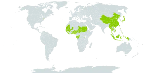 Urochloa villosa world distribution map, present in Benin, China, Congo, Djibouti, Gabon, Ghana, Guinea, Gambia, Guinea-Bissau, Indonesia, Japan, Liberia, Mali, Myanmar, Mauritania, Nigeria, Nepal, Philippines, Rwanda, Sudan, Senegal, Sierra Leone, Chad, Togo, Thailand, Taiwan, Province of China, Uganda, United States of America, and Viet Nam