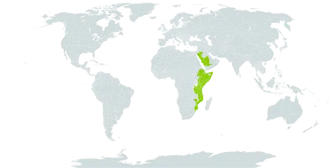 Urochloa xantholeuca var. leucacrantha world distribution map, present in Ethiopia, Kenya, Mozambique, Saudi Arabia, Somalia, Tanzania, United Republic of, and Uganda