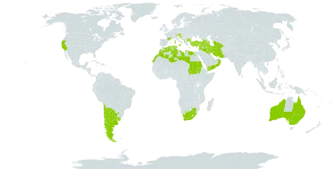 Urospermum picroides world distribution map, present in Albania, Argentina, Armenia, Australia, Austria, Azerbaijan, Bulgaria, Bahrain, Bosnia and Herzegovina, Chile, Cabo Verde, Cyprus, Algeria, Egypt, Spain, France, Georgia, Gibraltar, Greece, Croatia, Iran (Islamic Republic of), Iraq, Israel, Italy, Kuwait, Lebanon, Libya, Morocco, Monaco, North Macedonia, Malta, Montenegro, Oman, Portugal, Qatar, Saudi Arabia, Sudan, Slovenia, Syrian Arab Republic, Turkmenistan, Tunisia, Turkey, Uruguay, United States of America, Yemen, and South Africa