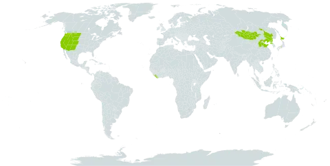 Urtica dioica subsp. holosericea world distribution map, present in China, Japan, Liberia, Mongolia, Korea (Democratic People's Republic of), and United States of America