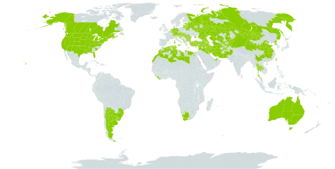 Vaccaria hispanica world distribution map, present in Afghanistan, Anguilla, Albania, United Arab Emirates, Argentina, Armenia, American Samoa, Australia, Austria, Azerbaijan, Belgium, Bulgaria, Bosnia and Herzegovina, Belarus, Brazil, Canada, Switzerland, China, Cyprus, Czech Republic, Germany, Algeria, Egypt, Spain, Estonia, France, Georgia, Greece, Croatia, Hungary, India, Iran (Islamic Republic of), Iraq, Israel, Italy, Kazakhstan, Kyrgyzstan, Kuwait, Lebanon, Liberia, Libya, Liechtenstein, Sri Lanka, Lithuania, Luxembourg, Latvia, Morocco, North Macedonia, Malta, Montenegro, Mongolia, Mauritius, Netherlands, Pakistan, Korea (Democratic People's Republic of), Portugal, Qatar, Réunion, Romania, Russian Federation, Saudi Arabia, Serbia, Slovakia, Slovenia, Syrian Arab Republic, Thailand, Tajikistan, Turkmenistan, Tunisia, Turkey, Taiwan, Province of China, Ukraine, Uruguay, United States of America, Uzbekistan, Yemen, and South Africa