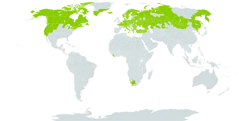 Vaccinium uliginosum world distribution map, present in Albania, Andorra, Armenia, Austria, Belgium, Bulgaria, Bosnia and Herzegovina, Belarus, Canada, Switzerland, China, Czech Republic, Germany, Denmark, Spain, Estonia, Finland, France, United Kingdom of Great Britain and Northern Ireland, Georgia, Greece, Greenland, Croatia, Iceland, Italy, Kazakhstan, Liberia, Liechtenstein, Lithuania, Latvia, North Macedonia, Montenegro, Mongolia, Netherlands, Norway, Poland, Korea (Democratic People's Republic of), Romania, Russian Federation, Saint Pierre and Miquelon, Serbia, Slovakia, Slovenia, Sweden, Turkey, Ukraine, United States of America, and South Africa