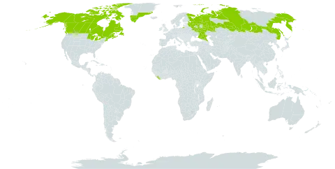 Vaccinium vitis-idaea subsp. minus world distribution map, present in Canada, Greenland, Liberia, Russian Federation, Saint Pierre and Miquelon, and United States of America