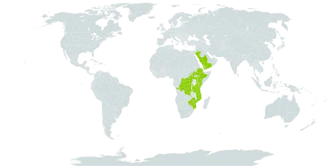 Vachellia abyssinica world distribution map, present in Congo (Democratic Republic of the), Ethiopia, Kenya, Mozambique, Malawi, Rwanda, Saudi Arabia, South Sudan, Tanzania, United Republic of, Uganda, Yemen, and Zimbabwe