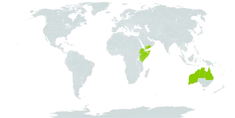 Vachellia edgeworthii world distribution map, present in Australia, Ethiopia, Kenya, Qatar, Somalia, and Yemen