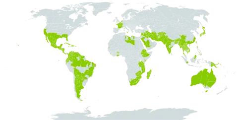 Vachellia farnesiana world distribution map, present in Afghanistan, Argentina, American Samoa, Antigua and Barbuda, Australia, Bonaire, Sint Eustatius and Saba, Bangladesh, Bahamas, Belize, Bolivia (Plurinational State of), Brazil, Barbados, Bhutan, China, Colombia, Costa Rica, Cuba, Cayman Islands, Dominica, Dominican Republic, Ecuador, Ethiopia, France, Ghana, Guadeloupe, Grenada, Guatemala, French Guiana, Guyana, Honduras, Haiti, Indonesia, India, Iran (Islamic Republic of), Iraq, Israel, Italy, Jamaica, Japan, Kenya, Cambodia, Kiribati, Saint Kitts and Nevis, Lao People's Democratic Republic, Lebanon, Libya, Saint Lucia, Sri Lanka, Madagascar, Maldives, Mexico, Myanmar, Northern Mariana Islands, Mozambique, Montserrat, Martinique, Mauritius, Malaysia, Nicaragua, Netherlands, Nepal, Nauru, Pakistan, Panama, Philippines, Papua New Guinea, Puerto Rico, Paraguay, Réunion, Saudi Arabia, Singapore, El Salvador, Suriname, Seychelles, Syrian Arab Republic, Thailand, Taiwan, Province of China, Tanzania, United Republic of, Uganda, United States of America, Venezuela (Bolivarian Republic of), Viet Nam, South Africa, and Zimbabwe