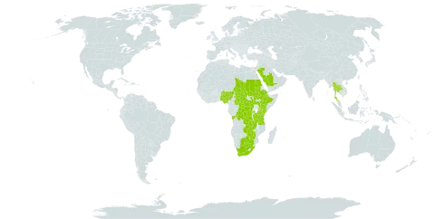 Vachellia gerrardii world distribution map, present in Angola, Botswana, Central African Republic, Congo (Democratic Republic of the), Ethiopia, Kenya, Nigeria, Palestine, State of, Rwanda, Saudi Arabia, Sudan, South Sudan, Chad, Thailand, Tanzania, United Republic of, Uganda, South Africa, Zambia, and Zimbabwe