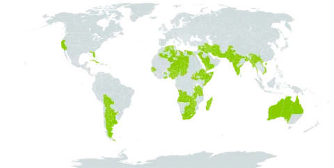 Vachellia nilotica world distribution map, present in Angola, Argentina, Antigua and Barbuda, Australia, Bangladesh, Bahamas, Bolivia (Plurinational State of), Barbados, Botswana, China, Cuba, Djibouti, Algeria, Egypt, Ethiopia, Guernsey, Ghana, Guadeloupe, Guinea-Bissau, Grenada, India, Iran (Islamic Republic of), Iraq, Israel, Kenya, Libya, Saint Lucia, Sri Lanka, Madagascar, Myanmar, Montserrat, Martinique, Mauritius, Malawi, Niger, Nigeria, Nepal, Pakistan, Puerto Rico, Saudi Arabia, Senegal, Somalia, South Sudan, Syrian Arab Republic, Chad, Tanzania, United Republic of, Uganda, United States of America, Viet Nam, Yemen, South Africa, Zambia, and Zimbabwe