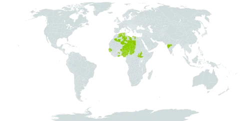 Vachellia nilotica subsp. adstringens world distribution map, present in Algeria, Ghana, Guinea-Bissau, India, Libya, Mauritius, Niger, Nigeria, Senegal, South Sudan, and Chad