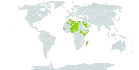 Vachellia tortilis subsp. raddiana world distribution map, present in Algeria, Egypt, Kenya, Libya, Madagascar, Niger, Nigeria, Saudi Arabia, Senegal, Somalia, South Sudan, and Chad