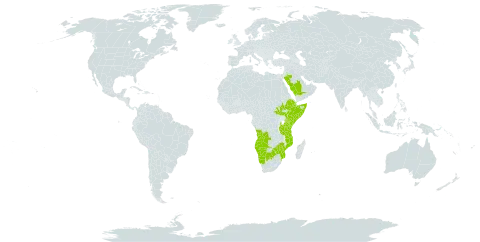 Vachellia tortilis subsp. spirocarpa world distribution map, present in Angola, Botswana, Djibouti, Ethiopia, Israel, Kenya, Mozambique, Namibia, Saudi Arabia, Somalia, South Sudan, Tanzania, United Republic of, and Zimbabwe