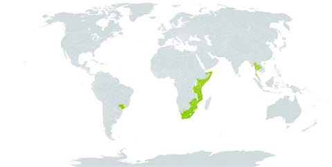 Vachellia xanthophloea world distribution map, present in Brazil, Kenya, Mozambique, Malawi, Somalia, Thailand, Tanzania, United Republic of, South Africa, and Zimbabwe