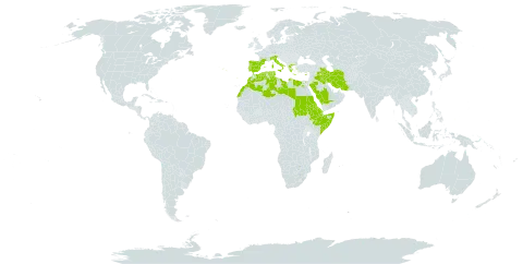 Valantia hispida world distribution map, present in Bermuda, Cyprus, Djibouti, Algeria, Egypt, Eritrea, Spain, Ethiopia, France, Greece, Iran (Islamic Republic of), Iraq, Italy, Libya, Morocco, Palau, Portugal, Saudi Arabia, Sudan, Singapore, Somalia, Turks and Caicos Islands, and Tunisia