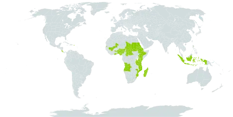 Vangueria madagascariensis var. madagascariensis world distribution map, present in Angola, Benin, Central African Republic, Costa Rica, Dominica, Eritrea, Ethiopia, Ghana, Indonesia, Kenya, Madagascar, Mali, Mozambique, Nigeria, Puerto Rico, Sudan, eSwatini, Seychelles, Chad, Tanzania, United Republic of, and Uganda