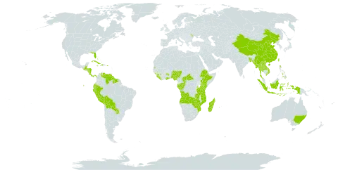 Vanilla world distribution map, present in Angola, Andorra, Australia, Bangladesh, Bahamas, Belize, Bolivia (Plurinational State of), Central African Republic, China, Congo, Cook Islands, Comoros, Costa Rica, Cuba, Cayman Islands, Dominica, Ecuador, Ethiopia, Gabon, Ghana, Guinea, Guatemala, Guyana, Honduras, Haiti, Indonesia, Jamaica, Kenya, Lao People's Democratic Republic, Liberia, Moldova (Republic of), Madagascar, Myanmar, Mozambique, Nigeria, Nicaragua, Panama, Peru, Philippines, Puerto Rico, Paraguay, Réunion, Sierra Leone, Suriname, Seychelles, Thailand, Tonga, Taiwan, Province of China, Tanzania, United Republic of, Uganda, United States of America, Venezuela (Bolivarian Republic of), Viet Nam, Zambia, and Zimbabwe