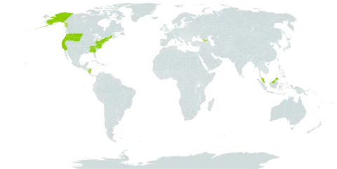 Veratrum viride world distribution map, present in Georgia, Malaysia, Nicaragua, and United States of America