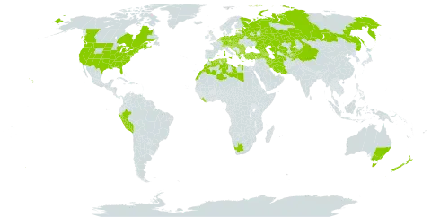 Verbascum blattaria world distribution map, present in Afghanistan, Albania, Armenia, Australia, Austria, Azerbaijan, Belgium, Bulgaria, Bosnia and Herzegovina, Belarus, Canada, Switzerland, China, Czech Republic, Germany, Algeria, Spain, Estonia, France, United Kingdom of Great Britain and Northern Ireland, Georgia, Greece, Croatia, Hungary, India, Iran (Islamic Republic of), Italy, Kazakhstan, Kyrgyzstan, Liberia, Libya, Lithuania, Morocco, North Macedonia, Montenegro, Netherlands, New Zealand, Peru, Poland, Romania, Russian Federation, Serbia, Slovakia, Slovenia, Tajikistan, Turkmenistan, Tunisia, Turkey, Ukraine, United States of America, Uzbekistan, and South Africa