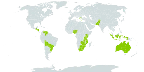 Verbena aristigera world distribution map, present in Australia, Bolivia (Plurinational State of), Brazil, Botswana, Greece, Guatemala, Honduras, Indonesia, Kenya, Lesotho, Mozambique, Nigeria, Nicaragua, Pakistan, Paraguay, eSwatini, Tanzania, United Republic of, Uruguay, Venezuela (Bolivarian Republic of), South Africa, Zambia, and Zimbabwe