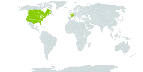 Verbena bracteata world distribution map, present in Canada, France, and United States of America