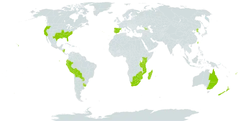 Verbena brasiliensis world distribution map, present in Åland Islands, Australia, Bolivia (Plurinational State of), Botswana, Ecuador, Spain, Fiji, Georgia, Kenya, Lesotho, Madagascar, Mozambique, Norfolk Island, Nicaragua, New Zealand, Peru, Korea (Democratic People's Republic of), Portugal, Paraguay, Réunion, Tonga, Taiwan, Province of China, Tanzania, United Republic of, Uruguay, United States of America, South Africa, and Zimbabwe