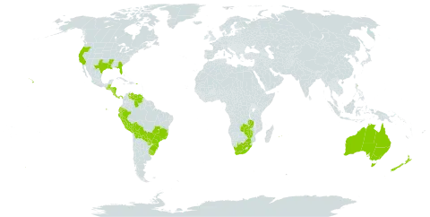 Verbena litoralis world distribution map, present in Australia, Belize, Bolivia (Plurinational State of), Brazil, Costa Rica, Ecuador, Guatemala, Honduras, Mauritius, Norfolk Island, Nicaragua, New Zealand, Panama, Peru, Puerto Rico, Paraguay, Réunion, Uruguay, United States of America, Venezuela (Bolivarian Republic of), South Africa, Zambia, and Zimbabwe