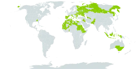 Verbena supina world distribution map, present in Åland Islands, Australia, Benin, Bulgaria, Cyprus, Algeria, Egypt, Eritrea, Spain, Ethiopia, France, Greece, Hungary, Indonesia, Iraq, Italy, Libya, Morocco, Mali, Mauritania, Pakistan, Palau, Portugal, Romania, Russian Federation, Sudan, Senegal, Turks and Caicos Islands, Turkmenistan, Tunisia, Ukraine, and United States of America