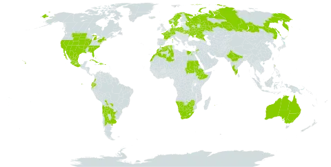 Verbesina encelioides world distribution map, present in Argentina, American Samoa, Australia, Belgium, Bahamas, Bolivia (Plurinational State of), Botswana, Switzerland, Chile, Colombia, Cuba, Germany, Denmark, Dominican Republic, Algeria, Ecuador, Egypt, Spain, Ethiopia, France, United Kingdom of Great Britain and Northern Ireland, Haiti, India, Iceland, Israel, Jordan, Morocco, Mexico, Mauritius, Namibia, Norway, Poland, Puerto Rico, Paraguay, Réunion, Russian Federation, Saudi Arabia, Sudan, Sweden, Turks and Caicos Islands, Ukraine, Uruguay, United States of America, South Africa, and Zimbabwe