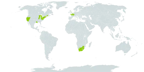 Veronica beccabunga world distribution map, present in Spain, France, United Kingdom of Great Britain and Northern Ireland, United States of America, and South Africa