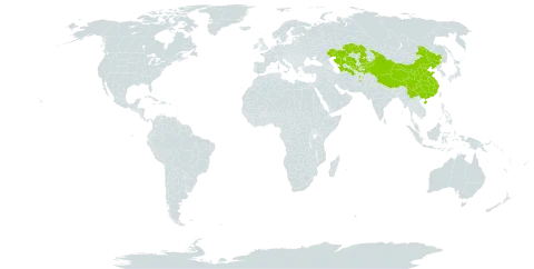 Veronica tenuissima world distribution map, present in Afghanistan, China, Kazakhstan, Kyrgyzstan, Tajikistan, Turkmenistan, and Uzbekistan