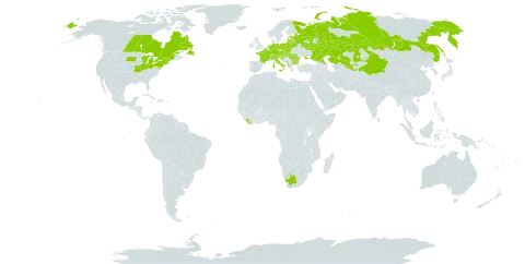 Veronica teucrium world distribution map, present in Albania, Austria, Belgium, Bulgaria, Bosnia and Herzegovina, Belarus, Canada, Switzerland, China, Czech Republic, Germany, Estonia, France, Croatia, Hungary, Italy, Kazakhstan, Liberia, Liechtenstein, Lithuania, Luxembourg, Latvia, North Macedonia, Montenegro, Netherlands, Poland, Romania, Russian Federation, Serbia, Slovakia, Slovenia, Tajikistan, Ukraine, United States of America, Uzbekistan, and South Africa