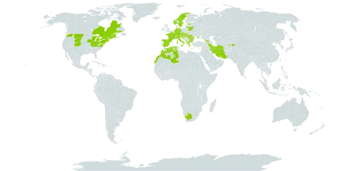 Viburnum lantana world distribution map, present in Albania, Armenia, Austria, Belgium, Bulgaria, Bosnia and Herzegovina, Belarus, Canada, Switzerland, Czech Republic, Germany, Algeria, Spain, Estonia, France, United Kingdom of Great Britain and Northern Ireland, Georgia, Greece, Croatia, Hungary, Iran (Islamic Republic of), Italy, Liechtenstein, Lithuania, Luxembourg, Morocco, North Macedonia, Montenegro, Norway, Romania, Serbia, Slovakia, Slovenia, Sweden, Tajikistan, Ukraine, United States of America, and South Africa