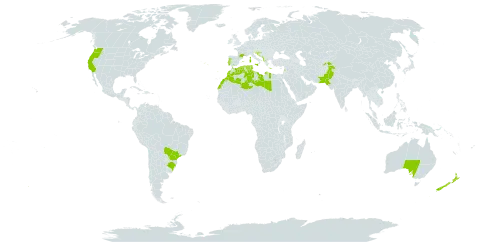 Viburnum tinus world distribution map, present in Albania, Australia, Bosnia and Herzegovina, Brazil, Algeria, Spain, France, Greece, Croatia, Israel, Italy, Lebanon, Libya, Morocco, North Macedonia, Montenegro, New Zealand, Pakistan, Portugal, Serbia, Slovenia, Tajikistan, Tunisia, and United States of America