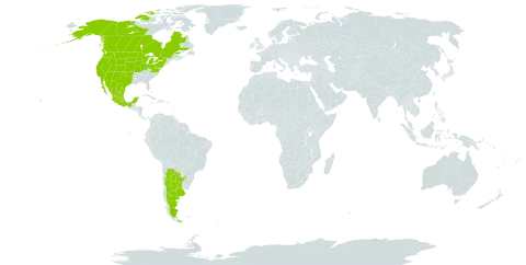 Vicia americana world distribution map, present in Argentina, Canada, Ghana, Mexico, and United States of America