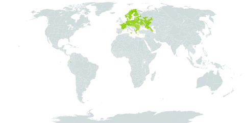 Vicia cassubica world distribution map, present in Albania, Austria, Azerbaijan, Bulgaria, Belarus, Czech Republic, Germany, Denmark, Ecuador, Estonia, Finland, France, Georgia, Greece, Hungary, Italy, Lebanon, Lithuania, Latvia, Moldova (Republic of), Norway, Poland, Romania, Russian Federation, Slovakia, Sweden, and Ukraine