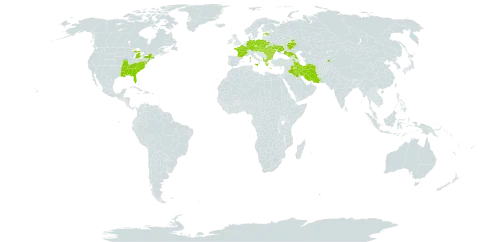 Vicia grandiflora world distribution map, present in Albania, Armenia, Austria, Azerbaijan, Bulgaria, Belarus, Czech Republic, Germany, Estonia, France, Georgia, Greece, Hungary, Iran (Islamic Republic of), Iraq, Italy, Kyrgyzstan, Moldova (Republic of), Poland, Romania, Russian Federation, Slovakia, Ukraine, and United States of America