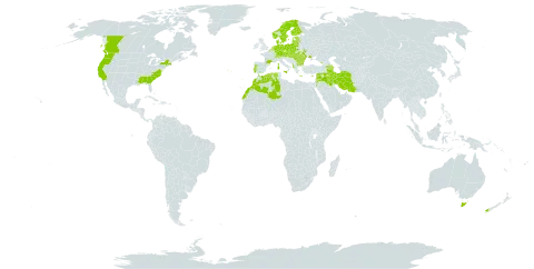 Vicia lathyroides world distribution map, present in Albania, Armenia, Australia, Austria, Azerbaijan, Belgium, Bulgaria, Belarus, Canada, Switzerland, Cyprus, Czech Republic, Germany, Denmark, Algeria, Estonia, Finland, France, Georgia, Greece, Hungary, Iran (Islamic Republic of), Iraq, Israel, Italy, Jordan, Lebanon, Lithuania, Latvia, Morocco, Moldova (Republic of), Malta, Netherlands, Norway, New Zealand, Poland, Portugal, Romania, Russian Federation, Slovakia, Sweden, Syrian Arab Republic, Ukraine, and United States of America