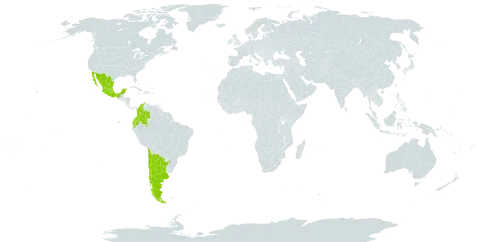 Vicia setifolia world distribution map, present in Argentina, Chile, Colombia, Ecuador, and Mexico