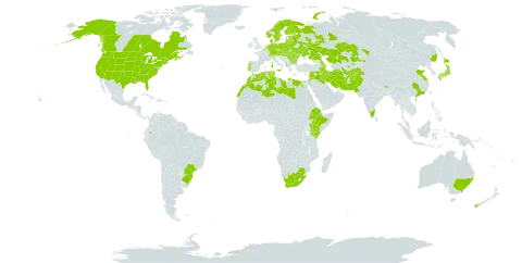 Vicia villosa world distribution map, present in Afghanistan, Albania, Australia, Austria, Azerbaijan, Belgium, Bulgaria, Belarus, Brazil, Bhutan, Canada, Switzerland, China, Cyprus, Czech Republic, Germany, Denmark, Algeria, Ecuador, Egypt, Spain, Estonia, Ethiopia, Finland, France, Georgia, Greece, Hungary, India, Iran (Islamic Republic of), Iraq, Israel, Italy, Jordan, Japan, Kazakhstan, Kenya, Lebanon, Libya, Lithuania, Latvia, Morocco, Moldova (Republic of), Netherlands, Norway, New Zealand, Pakistan, Poland, Portugal, Romania, Russian Federation, Slovakia, Sweden, Syrian Arab Republic, Tajikistan, Turkmenistan, Tunisia, Ukraine, United States of America, Uzbekistan, and South Africa