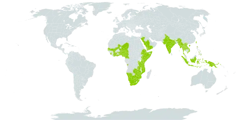 Vigna unguiculata subsp. stenophylla world distribution map, present in Angola, Burundi, Benin, Botswana, China, Côte d'Ivoire, Cameroon, Ethiopia, Ghana, Indonesia, India, Kenya, Lao People's Democratic Republic, Sri Lanka, Mali, Myanmar, Mozambique, Malawi, Namibia, Niger, Nigeria, Philippines, Papua New Guinea, Rwanda, Saudi Arabia, Senegal, Sierra Leone, Somalia, Togo, Thailand, Taiwan, Province of China, Tanzania, United Republic of, Uganda, Viet Nam, Yemen, South Africa, Zambia, and Zimbabwe