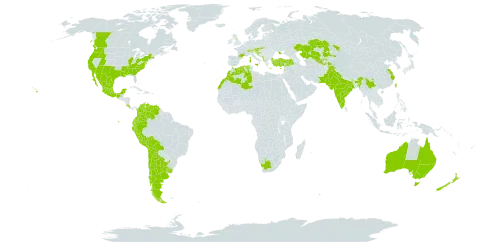 Vinca major subsp. major world distribution map, present in Albania, Argentina, Australia, Austria, Bosnia and Herzegovina, Bolivia (Plurinational State of), Canada, Switzerland, Chile, China, Colombia, Costa Rica, Cyprus, Algeria, Ecuador, Spain, France, United Kingdom of Great Britain and Northern Ireland, Greece, Croatia, India, Italy, Kazakhstan, Lebanon, Liechtenstein, Morocco, Mexico, North Macedonia, Malta, Montenegro, New Zealand, Pakistan, Peru, Portugal, Serbia, Slovakia, Slovenia, Tajikistan, Turkey, Taiwan, Province of China, Ukraine, Uruguay, United States of America, Uzbekistan, Venezuela (Bolivarian Republic of), and South Africa