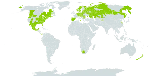 Vinca minor world distribution map, present in Austria, Belgium, Bulgaria, Bosnia and Herzegovina, Belarus, Canada, Switzerland, China, Czech Republic, Germany, Denmark, Spain, Estonia, France, United Kingdom of Great Britain and Northern Ireland, Croatia, Hungary, Italy, Kazakhstan, Liechtenstein, Lithuania, Luxembourg, Latvia, Mexico, North Macedonia, Montenegro, Netherlands, Norway, New Zealand, Panama, Poland, Portugal, Romania, Russian Federation, Serbia, Slovakia, Slovenia, Sweden, Tajikistan, Ukraine, United States of America, and South Africa