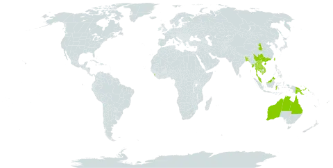 Vincetoxicum flexuosum world distribution map, present in Australia, Bangladesh, China, Indonesia, India, Cambodia, Lao People's Democratic Republic, Sri Lanka, Myanmar, Malaysia, Papua New Guinea, Singapore, Thailand, Taiwan, Province of China, and Viet Nam