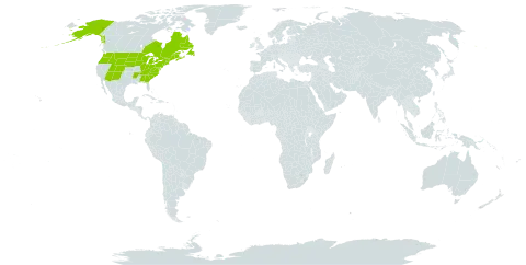 Viola canadensis world distribution map, present in Canada and United States of America