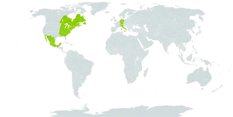 Viola cucullata world distribution map, present in Canada, Switzerland, Germany, France, Italy, Mexico, Saint Pierre and Miquelon, and United States of America