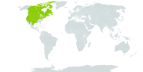 Viola nephrophylla world distribution map, present in Canada, Mexico, and United States of America