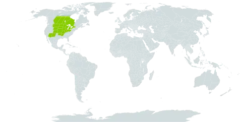 Viola pedatifida world distribution map, present in Canada and United States of America