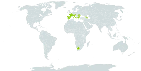 Viola pyrenaica world distribution map, present in Albania, Andorra, Armenia, Austria, Azerbaijan, Bulgaria, Bosnia and Herzegovina, Switzerland, Spain, France, Georgia, Greece, Italy, Liechtenstein, North Macedonia, Romania, Serbia, Slovenia, and South Africa